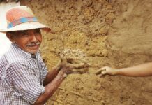 En Tenjo florece arquitectura viva basada en saberes indígenas