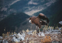 Uninsured Blacks Eligible for More Aid under Affordable Care Act