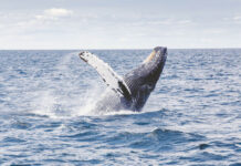 Ladies Combat Health Issues in Black Community with Screenings